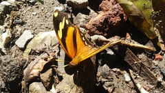 Consul fabius cecrops