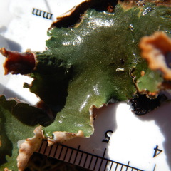 Peltigera hymenina