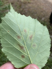 Cameraria corylisella