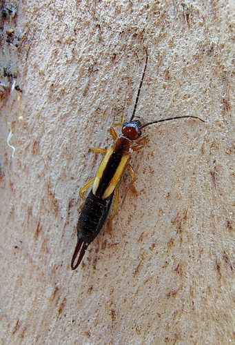 Lined Earwig
