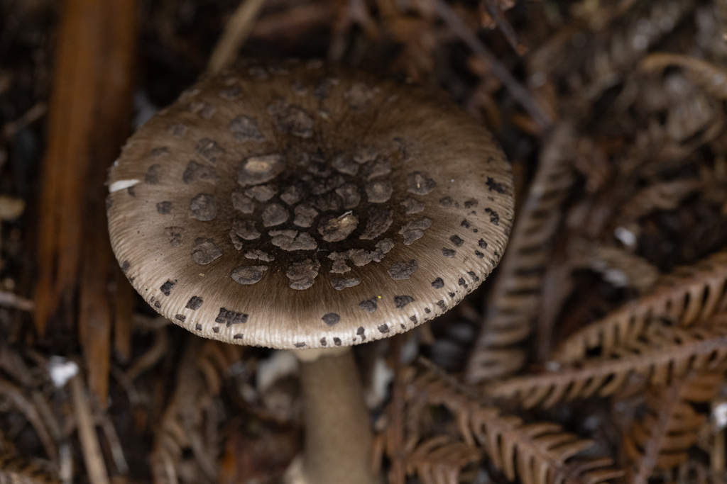 Amanita nothofagi · May 2025 · photo: © shaun-lee (iNaturalist, cc-by)