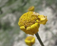 Tanacetum akinfiewii