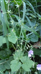 Geranium pyrenaicum