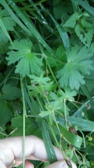 Geranium pyrenaicum