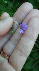 Geranium pyrenaicum