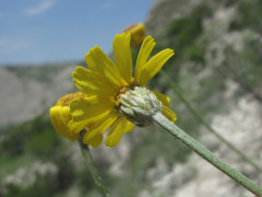 Tanacetum akinfiewii