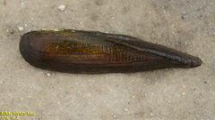 Lanceolaria acrorrhyncha