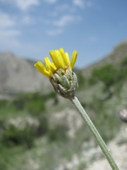 Tanacetum akinfiewii