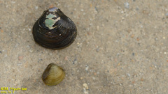 Corbicula fluminea