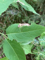 Aulagromyza orbitalis