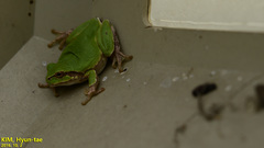 Hyla japonica