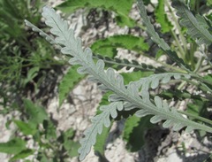 Tanacetum akinfiewii