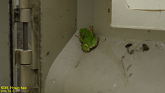 Hyla japonica