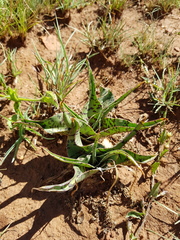 Ledebouria luteola