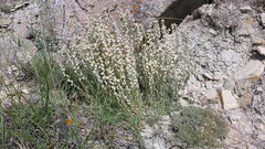 Artemisia alpina