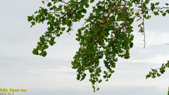 Ginkgo biloba