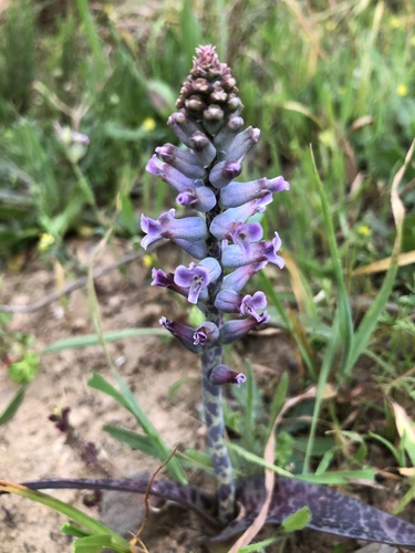 Devils Viooltjie (Lachenalia parviflora)