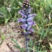 Lachenalia orchioides parviflora - Photo (c) manatok, alguns direitos reservados (CC BY-NC), uploaded by manatok