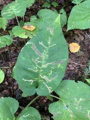 Scrobipalpula manierreorum