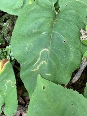 Scrobipalpula manierreorum