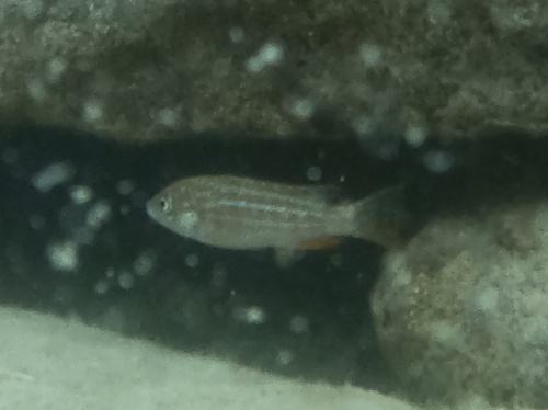 Pseudotropheus joanjohnsonae