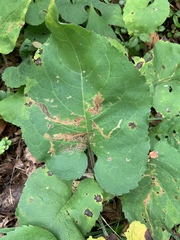 Scrobipalpula manierreorum