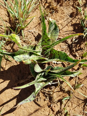 Ledebouria luteola