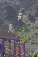 Phragmites australis