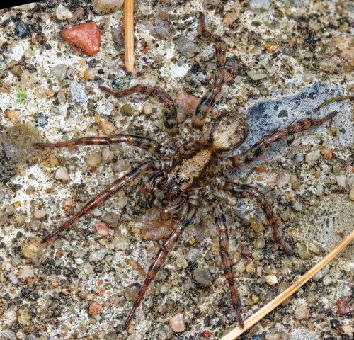 Emerton's Wolf Spider