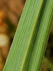 Hypoxis rigidula rigidula