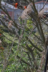 Phragmites australis