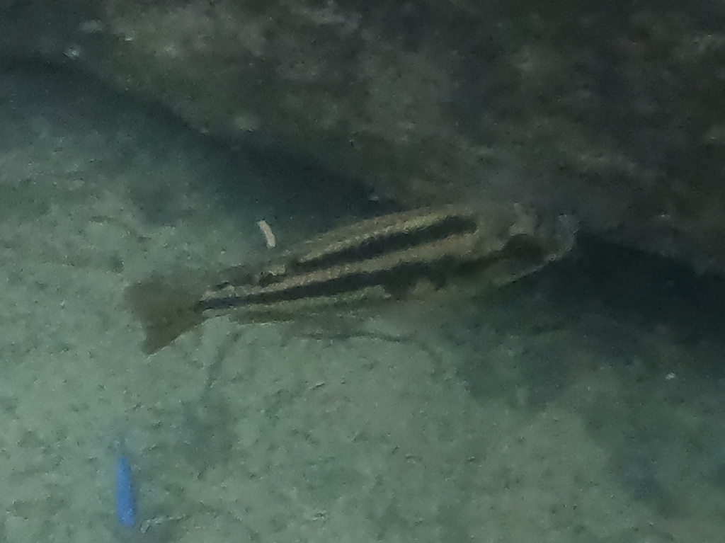 Malawi thick lip (Cheilochromis euchilus) — Cichlidae