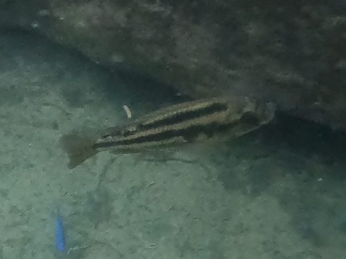 Cheilochromis euchilus
