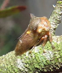 Otinotus