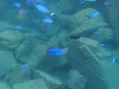 Labeotropheus fuelleborni