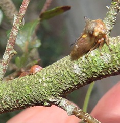 Otinotus