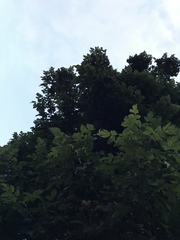 Acer negundo