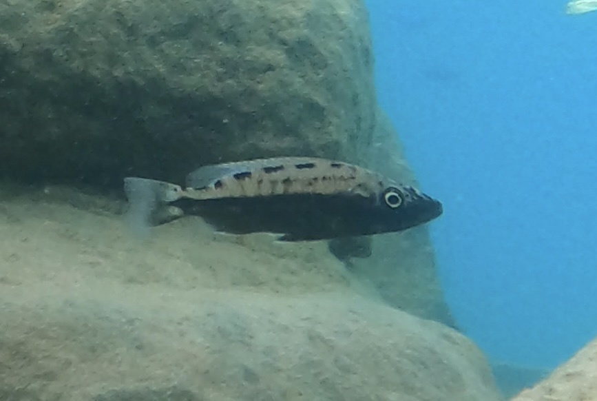 Bigmouth hap (Tyrannochromis macrostoma) — Cichlidae