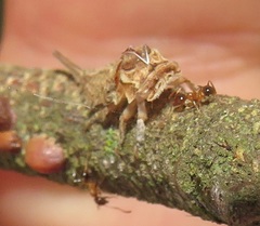 Otinotus
