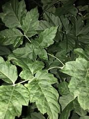 Acer negundo