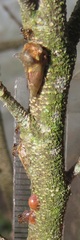Otinotus