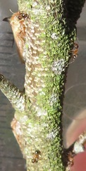 Otinotus