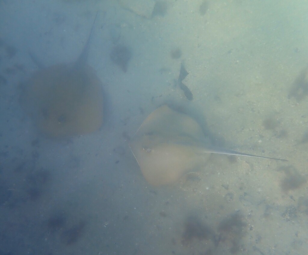 Dasyatis hypostigma