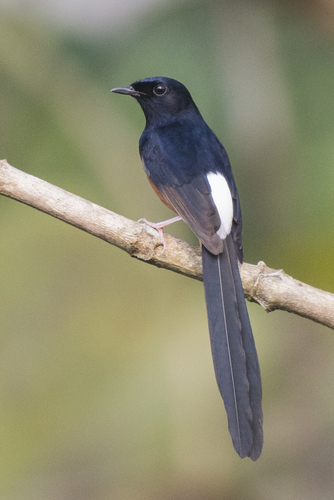 White-rumped Shama