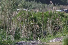 Phragmites australis