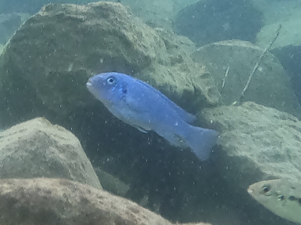 Cobalt blue zebra (Maylandia callainos) — Cichlidae