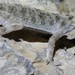 Tenuidactylus - Photo (c) daveshowler,  זכויות יוצרים חלקיות (CC BY-NC), uploaded by daveshowler