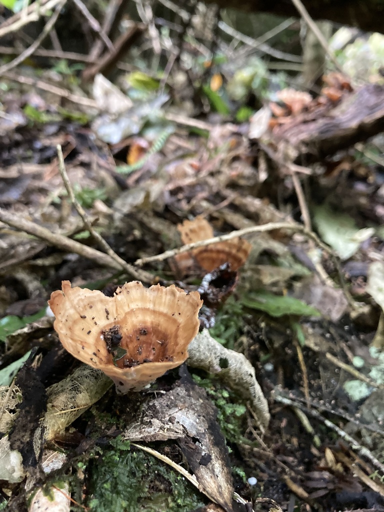 Podoscypha petalodes · May 2025 · photo: © irene_mv (iNaturalist, cc-by)