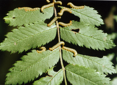 Pristiphora geniculata