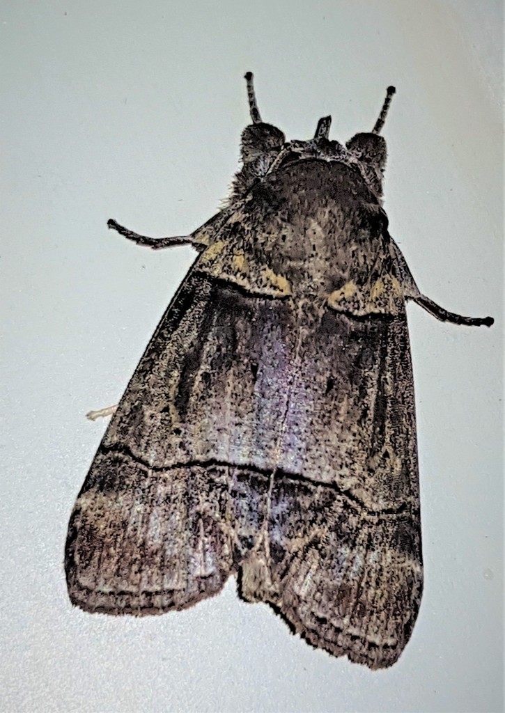 Iscadia rectilinea